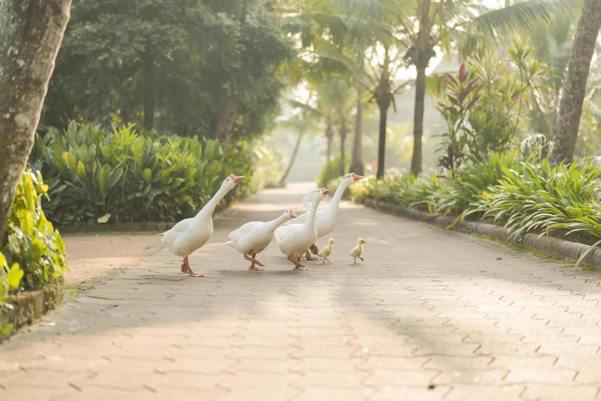 Lakesong Resort Kumarakom Bagian luar foto